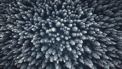Top down snow mountain aerial. Conifer forest at winter. Nobody nature landscape. White spruce and pine trees. Wild natural beauty. Mountaineering at Carpathians mounts, Bukovel, Ukraine, Europe
