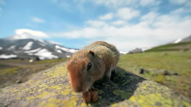 Two cute marmots chewing walnuts in wild area at Kamchatka, Russia. Hungry groundhogs filling cheeks with nuts. Closeup of funny prairie dogs posing at camera in the mountains at spring, 4k footage