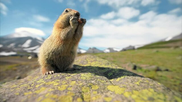 Small groundhog filling cheeks with nuts, Kamchatka, Russia. Closeup of cute marmot eating walnuts with tiny paws. Funny prairie dog looking in camera lens with mountains on background, 4k footage