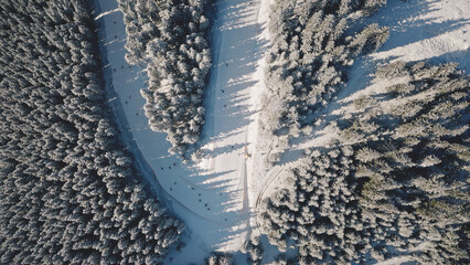 Aerial top down of snow mountain fir forest. Winter nobody nature landscape. Spruce wood at mount. Pine trees at sun light. Snowy Carpathian ridges, Bukovel Resort, Ukraine, Europe. Travel and tourism