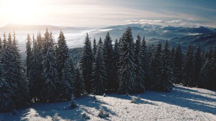 Sun over pine trees at snow mountain aerial. Nobody nature landscape. Spruce forest at hoarfrost. White snowy ranges. Winter vacation. Undiscovered Carpathian mounts, Bukovel Resort, Ukraine, Europe