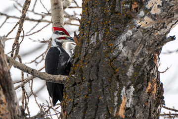 Male Pileated Woodpecker close up