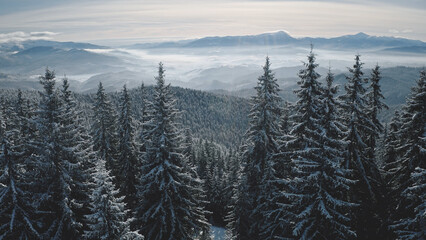 Fir forest in mist hoarfrost aerial. Snow mountain ridges at winter nobody nature landscape. Fog over pine trees. Coniferous wood at mount ranges. Amazing Carpathians, Bukovel, Ukraine, Europe