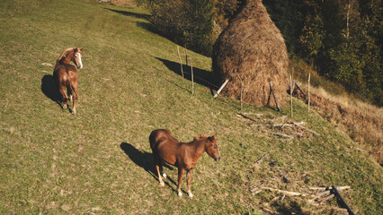 Horse at haystack on grass mountain hill aerial. Farm animals at nature landscape. Green grassy...