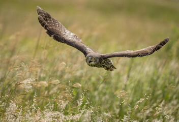 Barking Owl ( Ninox connivens ) flying over a grass meadow hunting for prey in Queensland, Australia.