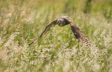 Barking Owl ( Ninox connivens ) hunting over a grass meadow in Queensland, Australia.