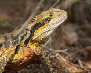 Eastern Water Dragon, Intellagama lesueurii lesueurii, Australians largest water dragon