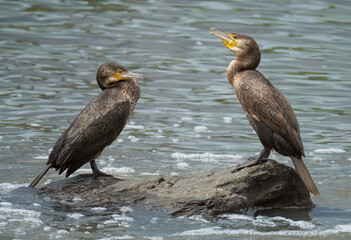 Great Cormorant ( Phalacrocorax carbo ) juveniles on a rock enjoying the sunlight Queensland, Australia.