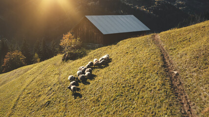 Farm animals at village aerial. Sun mountain grass hill. Rural nature landscape. Countryside...