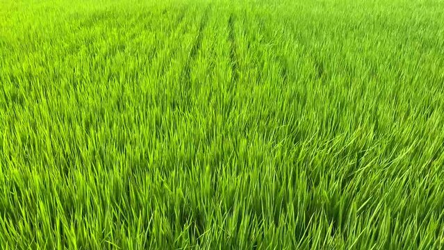 Paddy field in Tainan, Taiwan.