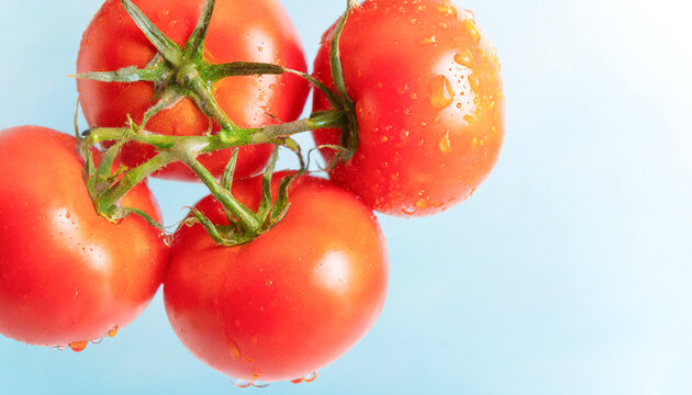 Four fresh tomatoes photographed against a blue background