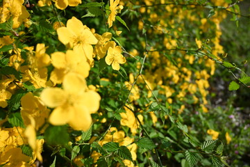 黄色く咲く誇る花