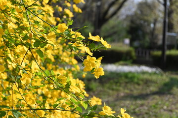 黄色く咲く誇る花