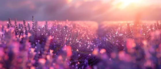 Zelfklevend Fotobehang Lavender field, close up, purple haze, morning light, high detail © Thanthara