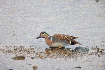 Baikal teal (Sibirionetta formosa), also called the bimaculate duck or squawk duck, is a dabbling duck. This photo was taken in Japan.