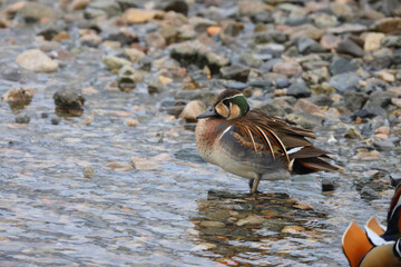 Baikal teal (Sibirionetta formosa), also called the bimaculate duck or squawk duck, is a dabbling duck. This photo was taken in Japan.