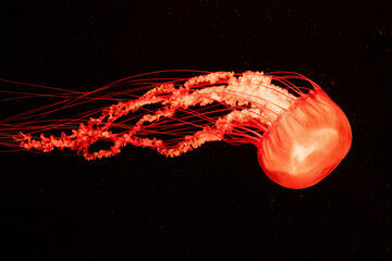 Elegant glowing orange jellyfish float in the deep dark water. Underwater life and creatures....