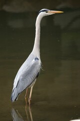 도림천의 왜가리