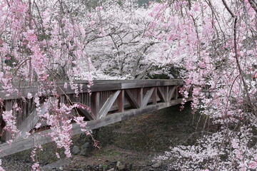 京都府亀岡市　七谷川和らぎの道　橋と満開の桜
