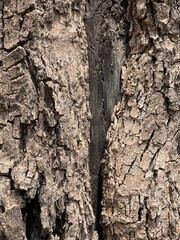 close up of bark of a tree