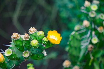 flores Amarillas de cactus