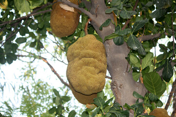 Jackfruits (Artocarpus heterophyllus) hanging from tree trunk : (pix Sanjiv Shukla)