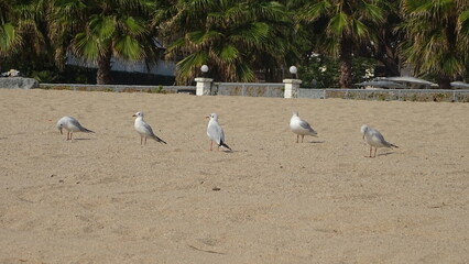 seagulls on the beach