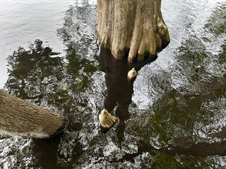 cypress tree, nodules