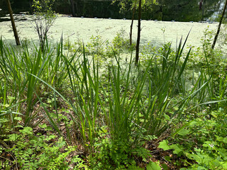 Florida spring and foliage