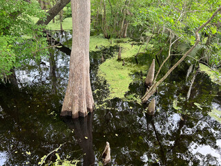 Florida swamp flooded by Suwanee River