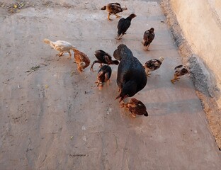 Black hen with chick's 