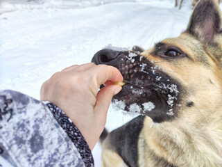 person with a dog