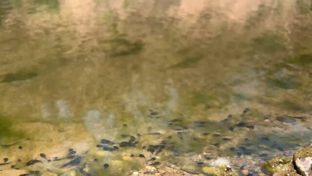 
Tadpoles in river water.