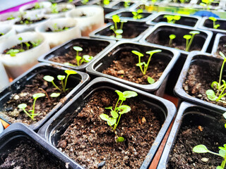 Early Spring Seedlings Sprouting in Boxes and Jars for Planting Season. Green seedlings in various...