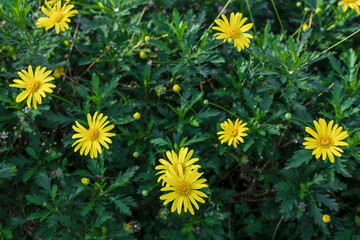 Euryops chrysanthemoides, African bush Daisy - 782684698