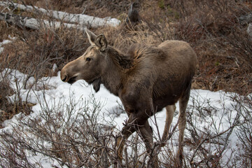 Young moose in spring in Denali National Park in Alaska United States