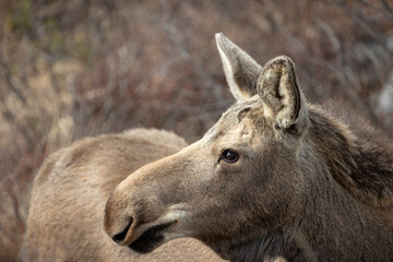 Young yearling moose profile in Denali National Park in Alaska United States