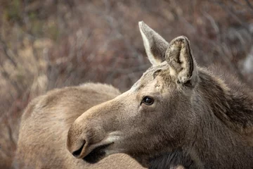 Papier Peint photo Lavable Denali Young yearling moose profile in Denali National Park in Alaska United States