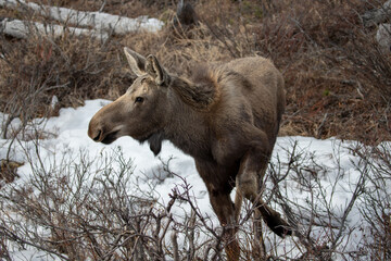 Yearling moose turning around in Denali National Park in Alaska United States