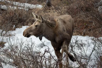Papier Peint photo Denali Yearling moose turning around in Denali National Park in Alaska United States