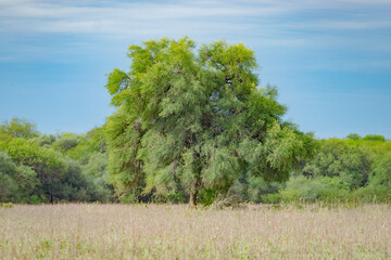 Planta de Molle en el Medio del campo