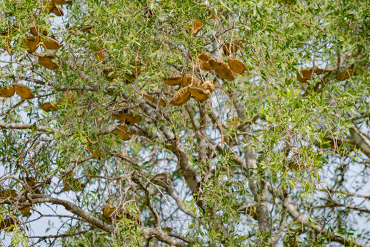 Semillas de Quebracho Blanco