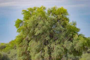 Planta de Molle en el Medio del campo