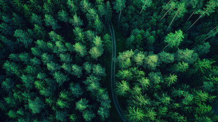 Unveiling Nature's Majesty: Aerial View of Lush Forest Landscape