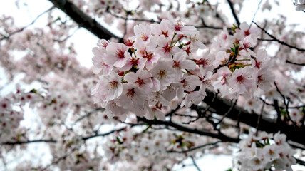 サクラの花
