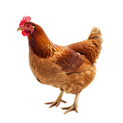 Fototapeta premium Chicken, isolated, no background