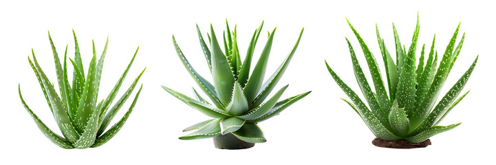 Fototapeta premium set of aloe vera plants isolated on white or transparent background