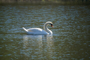 Swan in the lake