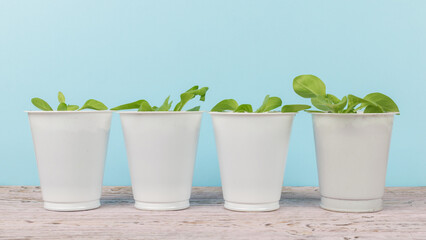 Four plastic cups with seedlings on a blue background.