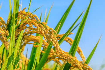 Ripe rice in farm fields. autumn harvest season.